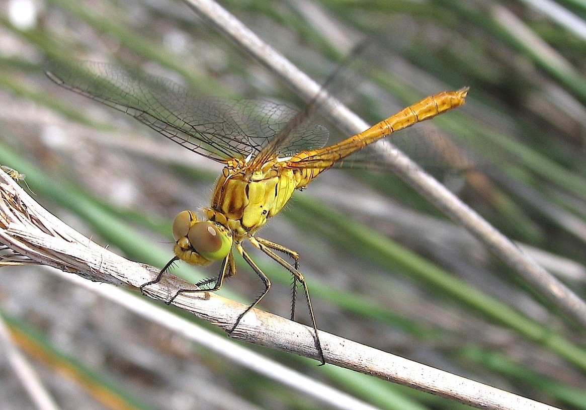 Parliamo di: Scheda Sympetrum striolatum